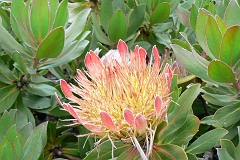 1030-Reis Zuid-Afrika2007